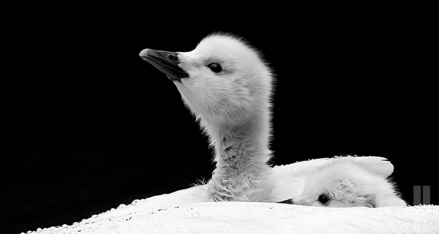 Daniel Sziklai, fotógrafo: Naturaleza salvaje