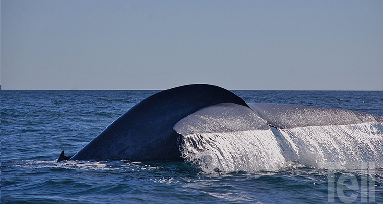 Susannah Buchan, oceanógrafa: El canto de la ballena azul