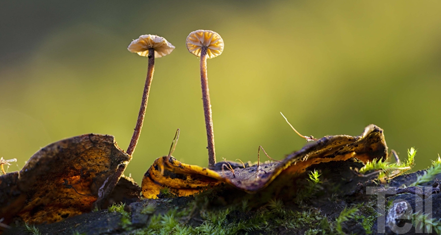 Lía Hinostroza, fotógrafa: Reino Fungi