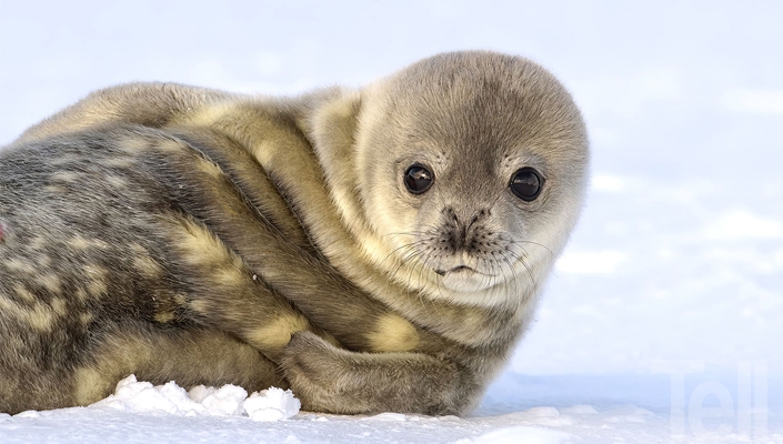 Antártica: Un año en el continente blanco
