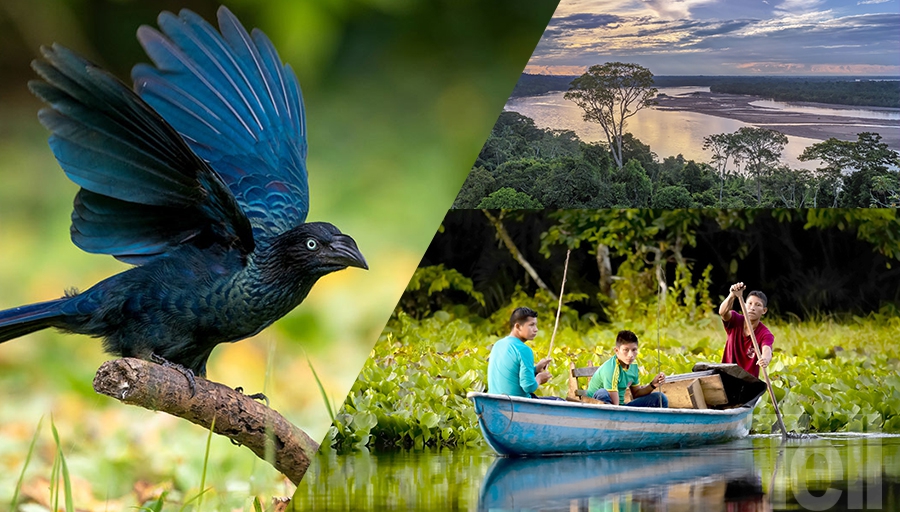 Amazonas: Majestuoso