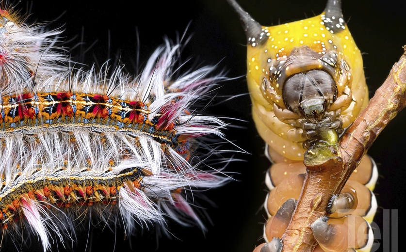 Vicente Valdés: Biodiversidad