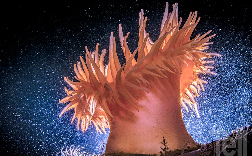 Eduardo Sorensen: Fauna marina