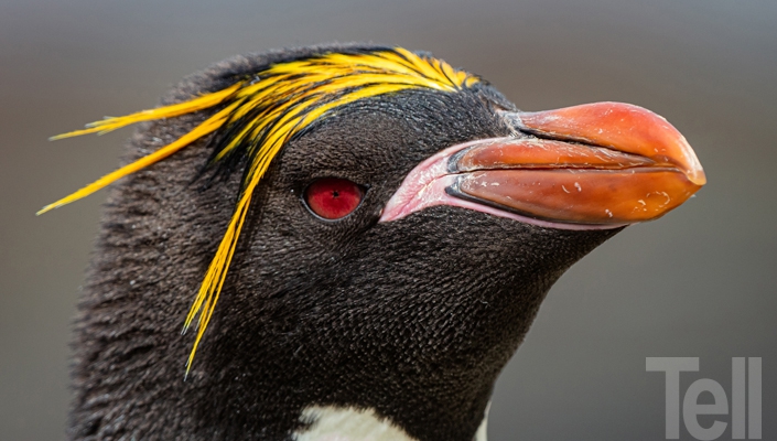 Pío Marshall: A vuelo de pájaro