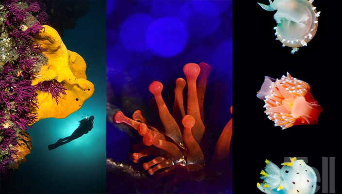 José Tomás Yakasovic y Gustavo Duarte: Oro bajo el mar