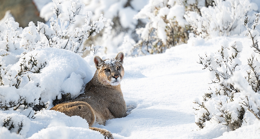 Benjamín Valenzuela Wallis: Acercar el mundo natural