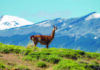 Recorriendo los Parques Nacionales de Chile: Travesía fotográfica