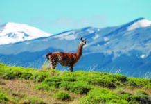 Recorriendo los Parques Nacionales de Chile: Travesía fotográfica