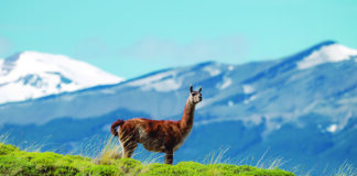 Recorriendo los Parques Nacionales de Chile: Travesía fotográfica
