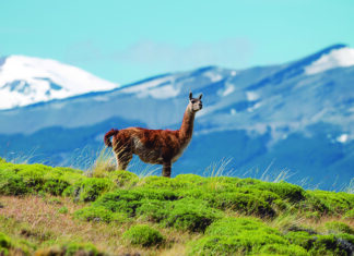 Recorriendo los Parques Nacionales de Chile: Travesía fotográfica