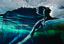 Desde el hielo