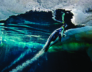 Desde el hielo