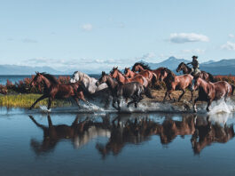 Caballos en la Patagonia: Las impresionantes fotos de Lena Bam desde el sur de Chile