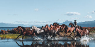 Caballos en la Patagonia: Las impresionantes fotos de Lena Bam desde el sur de Chile