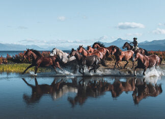 Caballos en la Patagonia: Las impresionantes fotos de Lena Bam desde el sur de Chile