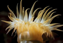 Los Molles: descubre la capital del buceo en Chile y su increíble vida marina