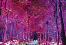 HARRY POTTER Y EL BOSQUE PROHIBIDO
