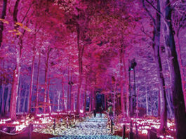 HARRY POTTER Y EL BOSQUE PROHIBIDO