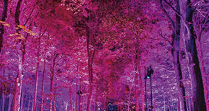 HARRY POTTER Y EL BOSQUE PROHIBIDO