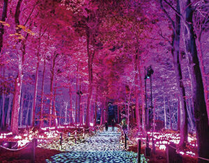 HARRY POTTER Y EL BOSQUE PROHIBIDO