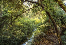 Baños de Bosque: Una pausa necesaria