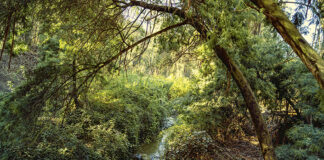 Baños de Bosque: Una pausa necesaria
