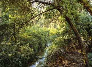 Baños de Bosque: Una pausa necesaria